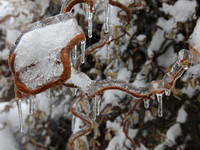 Curly Ice