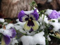 Spring Ice