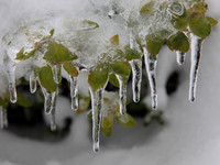 Green Ice