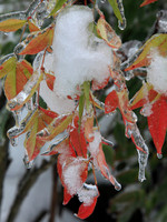 Icy Leaves
