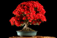 2027 Bonsai Calendar