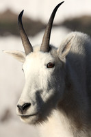 Glacier N.P. Goat