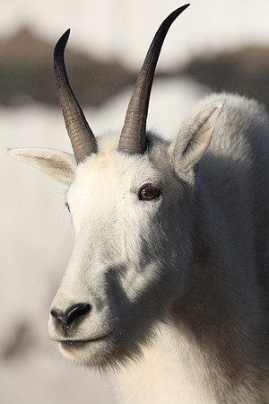 Glacier N.P. Goat
