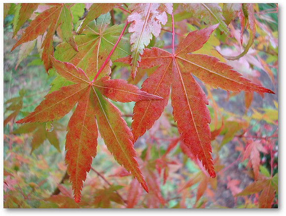 Fall Leaves